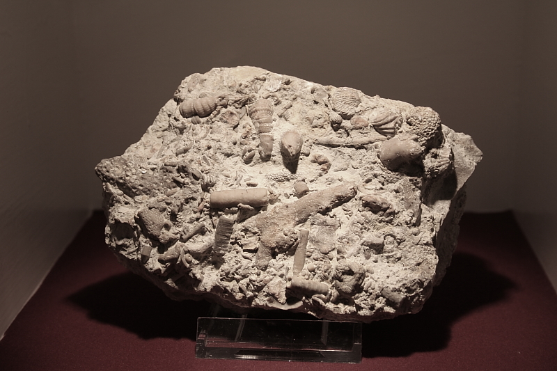 Fossilien